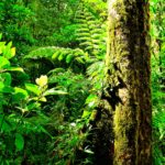 Rio Celeste - grüner Dschungel